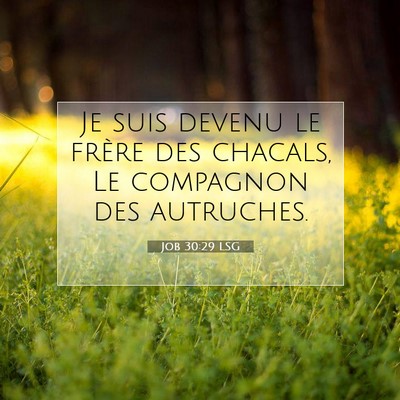 Job 30:29 LSG Image du verset biblique