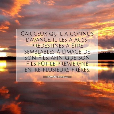 Romains 8:29 LSG Image du verset biblique